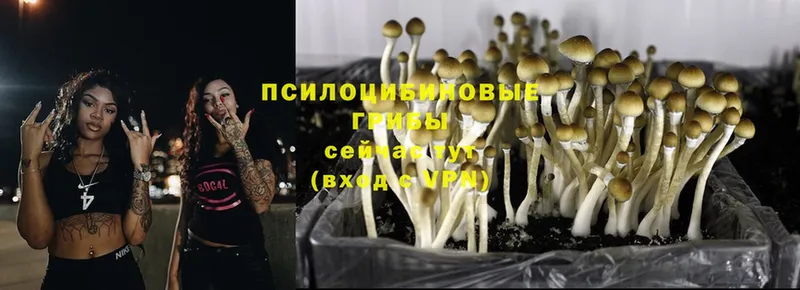 Псилоцибиновые грибы Cubensis  Истра 